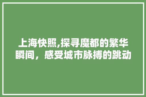 上海快照,探寻魔都的繁华瞬间，感受城市脉搏的跳动